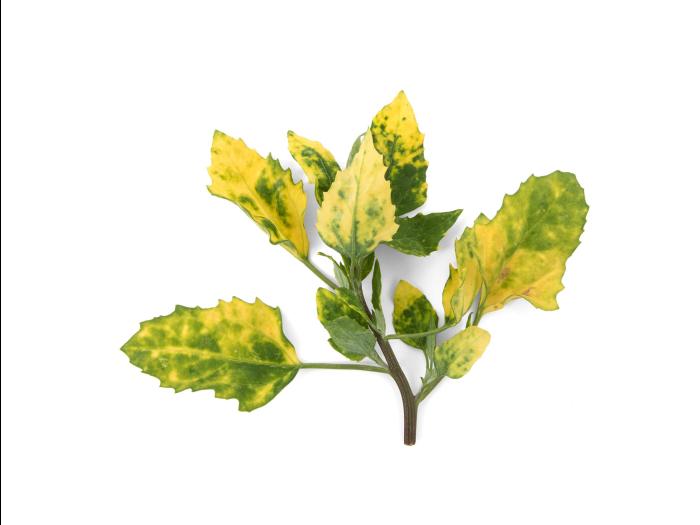 Pomme de terre - Virus de la mosaïque de la luzerne (AMV)