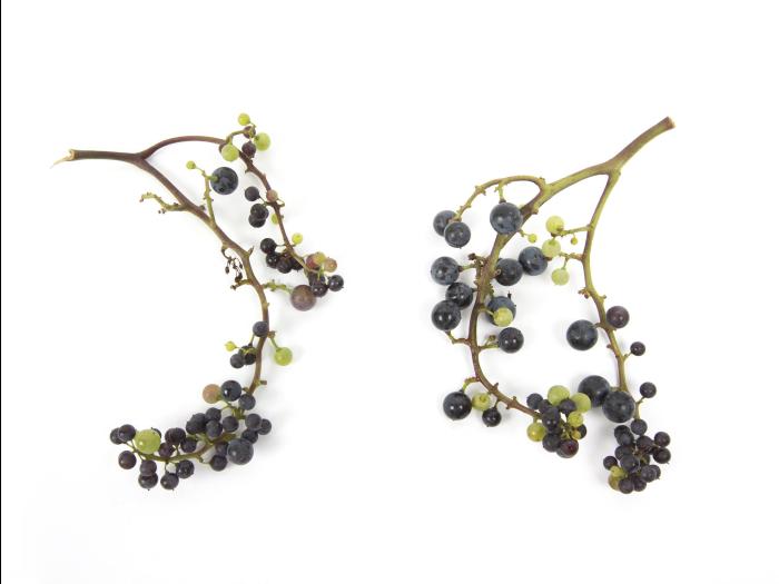 Vigne (raisin) - Virus de la tache annulaire de la tomate (ToRSV)_7