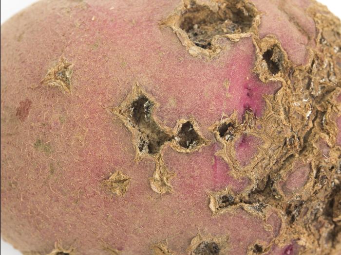 Pomme de terre - Gale commune (Streptomyces scabiei)