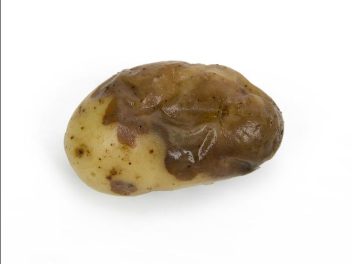 Pomme de terre - Pourriture molle bactérienne (Pectobacterium carotovorum)