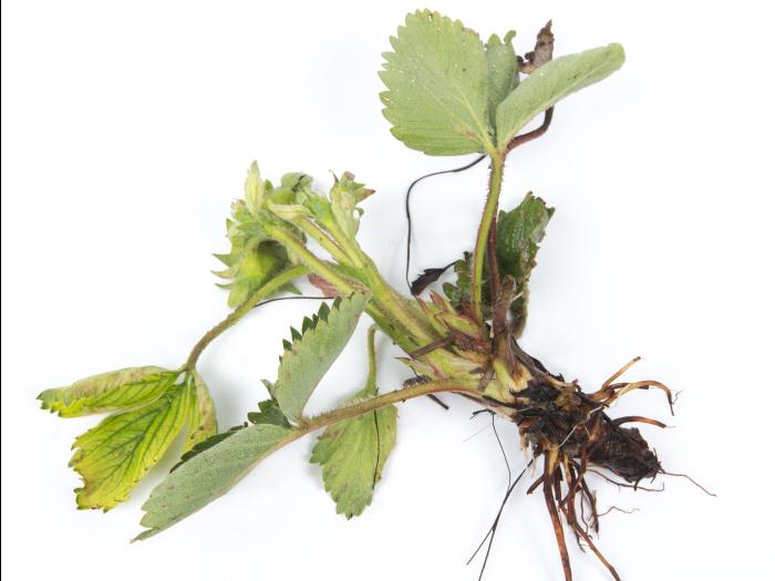 Fraise - glyphosate (9)_24