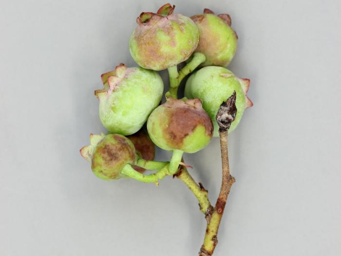 Bleuet en corymbe - malathion (1B)_3