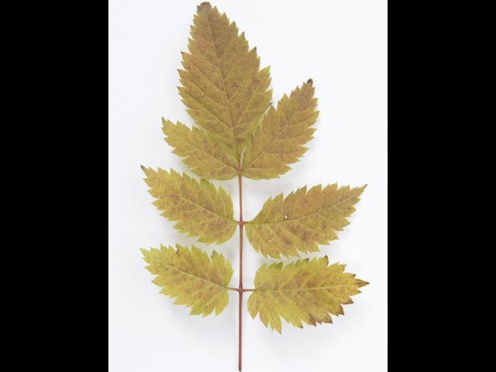 Barbe-de-bouc - indaziflam (29)_1