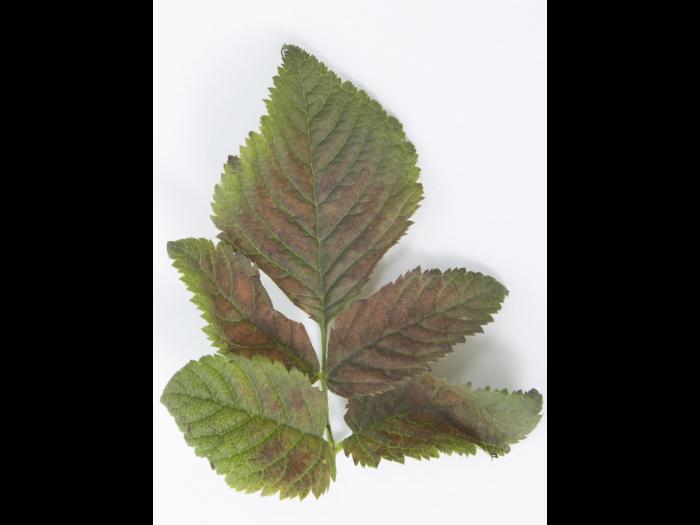 Barbe-de-bouc - indaziflam (29)_3