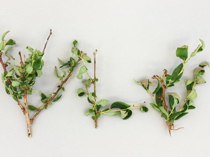 Bleuet en corymbe - clopyralide, LONTREL 360 (4)_1