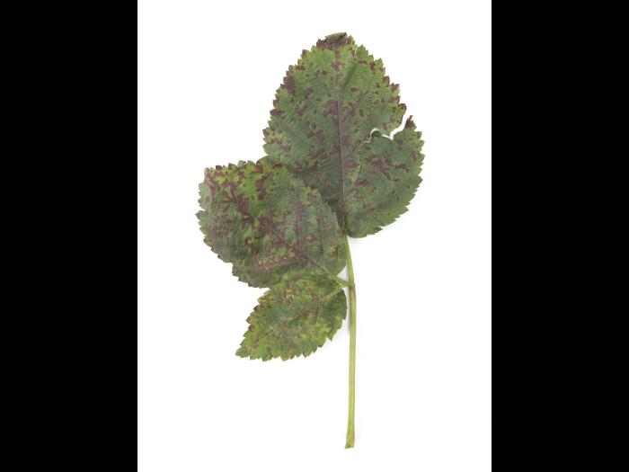 Mûre - Mildiou (Peronospora sparsa)