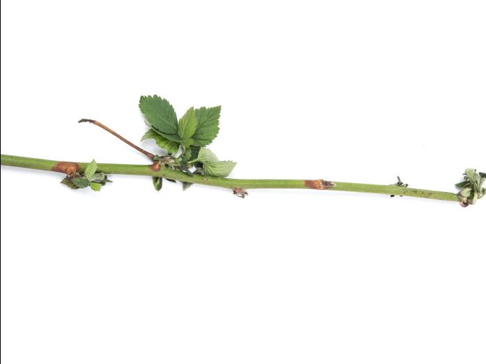 Mûrier Botrytis cinerea