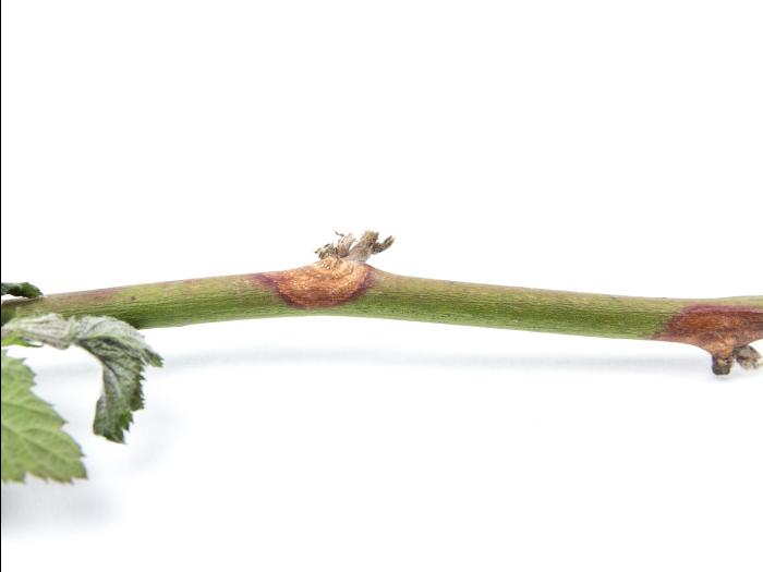 Mûrier Botrytis cinerea