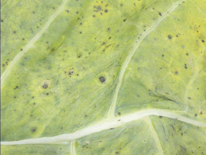 Brocoli - Tache noire alternarienne (Alternaria brassicicola)
