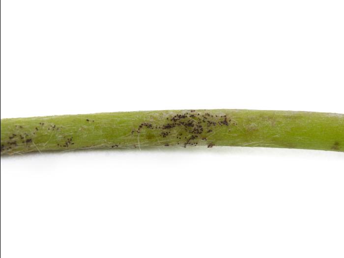 Fraise - Blanc (Sphaerotheca macularis)