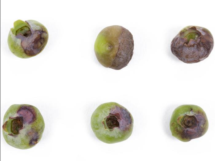 Bleuet en corymbe - Moisissure grise (Botrytis cinerea)