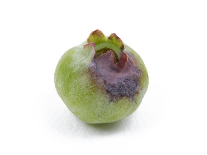 Bleuet en corymbe - Moisissure grise (Botrytis cinerea)