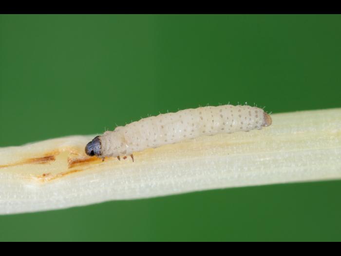 Chaetocnema hortensis_1