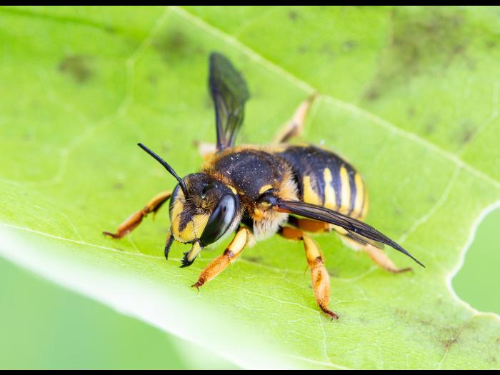 Abeille cotonnière européenne (Anthidium manicatum)_2