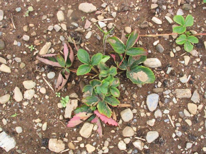 Fraise - Pourriture noire des racines_5