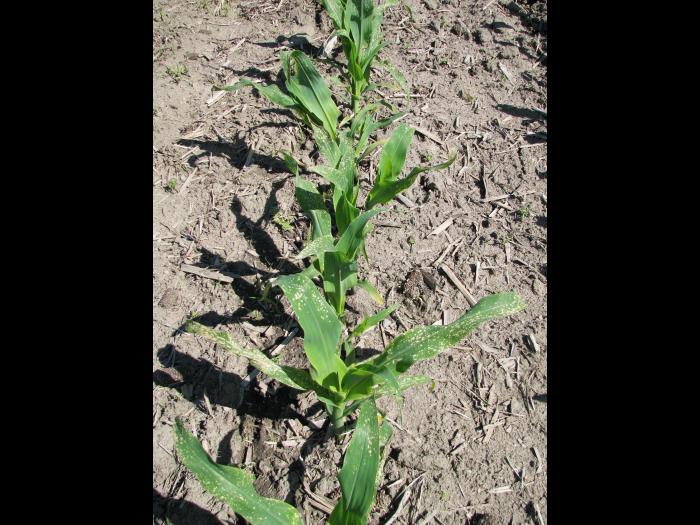 maïs grain et fourrager - adjuvant (S.O.)_2