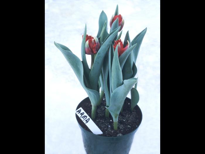 Tulipes - Vernalisation insuffisante_2