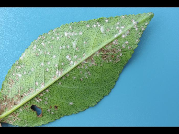 Cerise - Tache foliaire (Blumeriella jaapii)_3