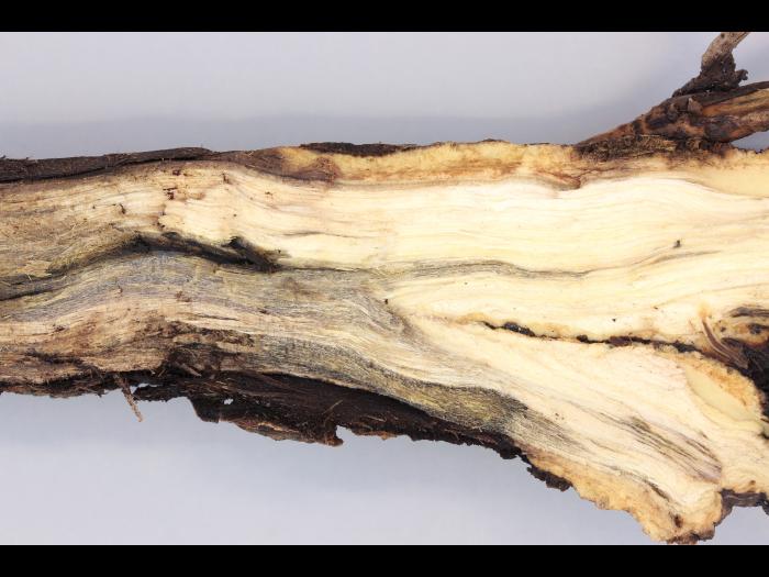 Magnolias - Pourriture molle bactérienne (Pseudomonas fluorescens)_2