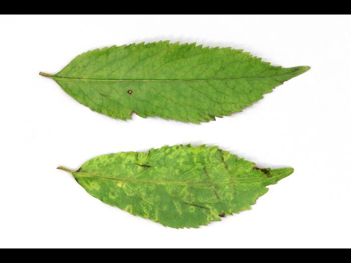 Sureaux - Virus indéterminé_1