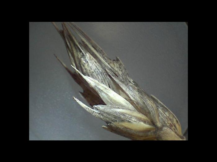 Blé - Noir des céréales (Alternaria sp., Aureobasidium sp. et Cladisporium sp.)_2