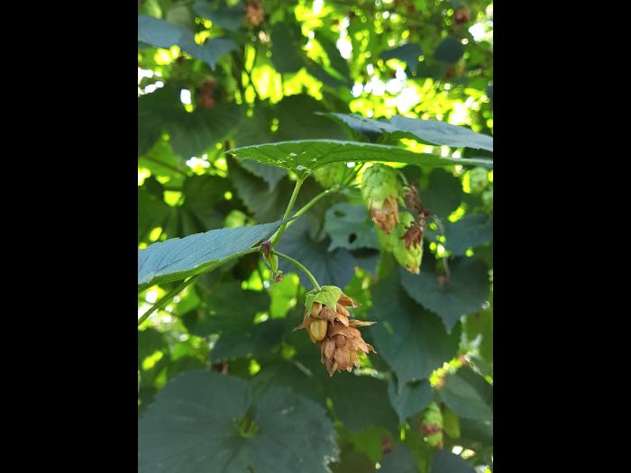 Houblon - Brûlure à halo (Diaporthe humulicola)_4