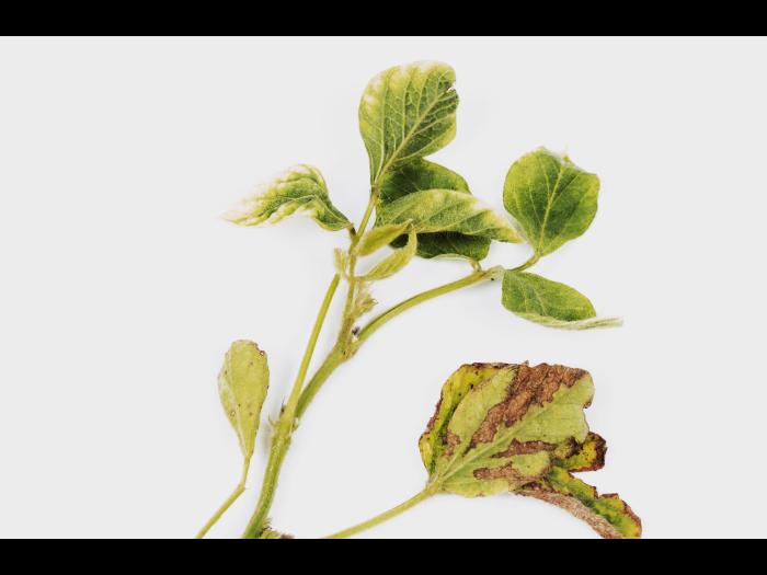 soya - glyphosate (9)_13