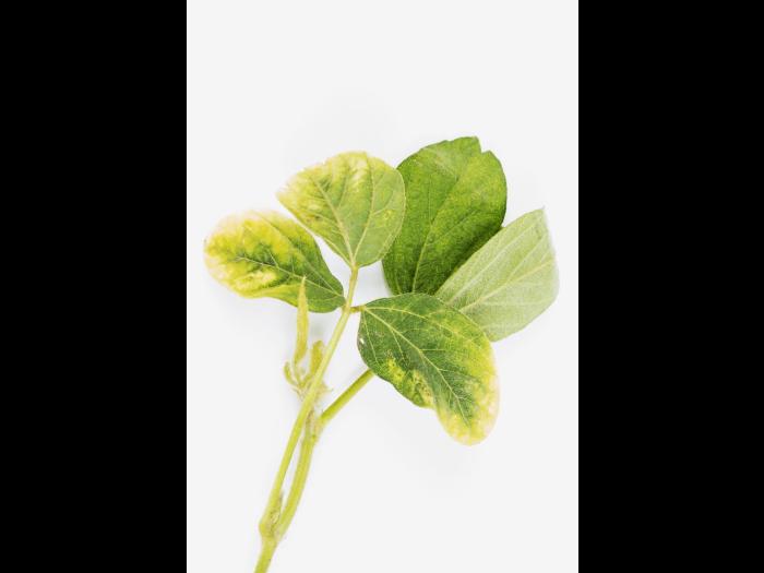 soya - glyphosate (9)_13