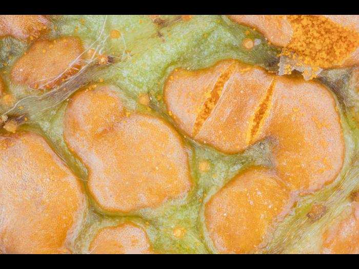 Mûre - Rouille orangée (Arthuriomyces peckianus)_1