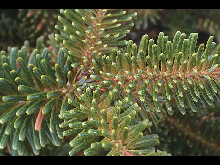 Arbres de Noël (sapins) - Brûlure des pousses_5