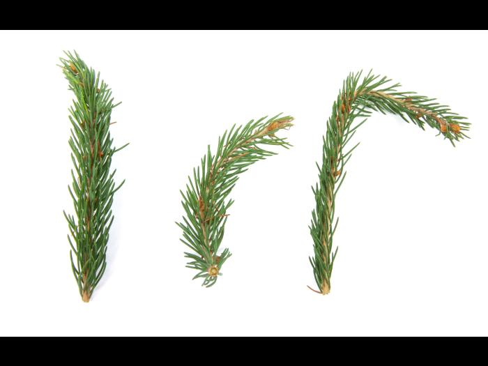 Épinettes_dicamba (4)_4