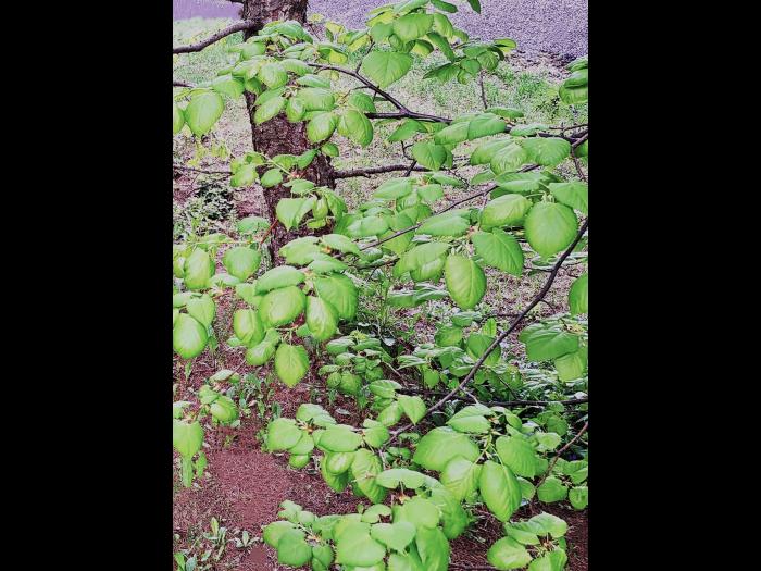 Tilleuls_dicamba (4)_3