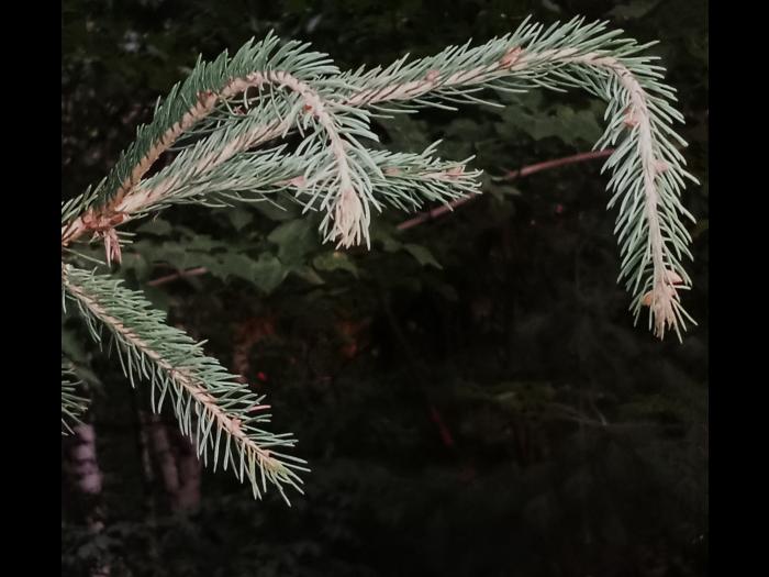 Épinette du Colorado - dicamba (4)_1