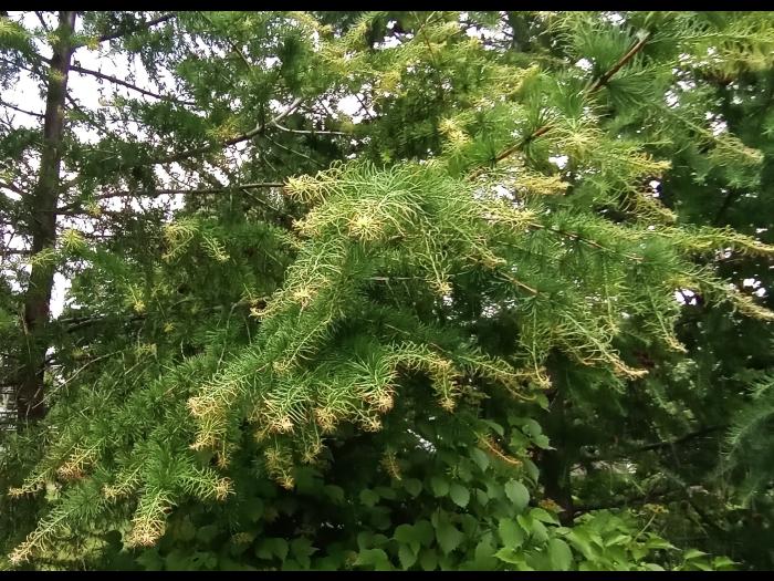 Mélèze laricin - dicamba (4)_4