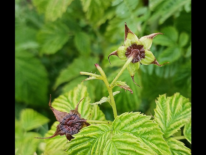 Cladosporiose framboise