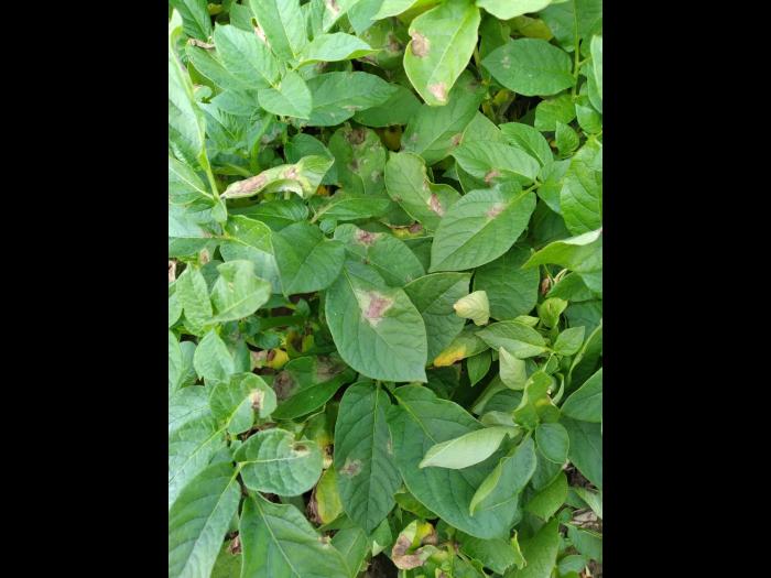 Pomme de terre - Mildiou (Phytophthora infestans)