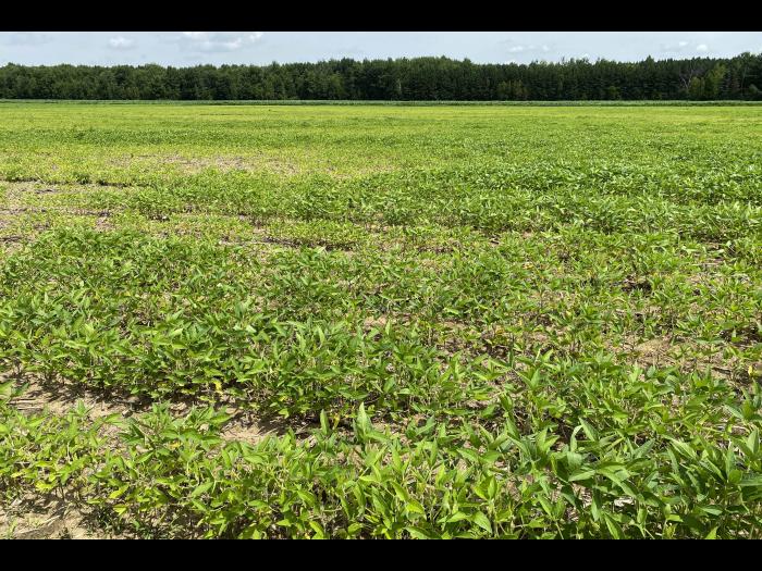 Soya - Heterodera glycines (NKS)