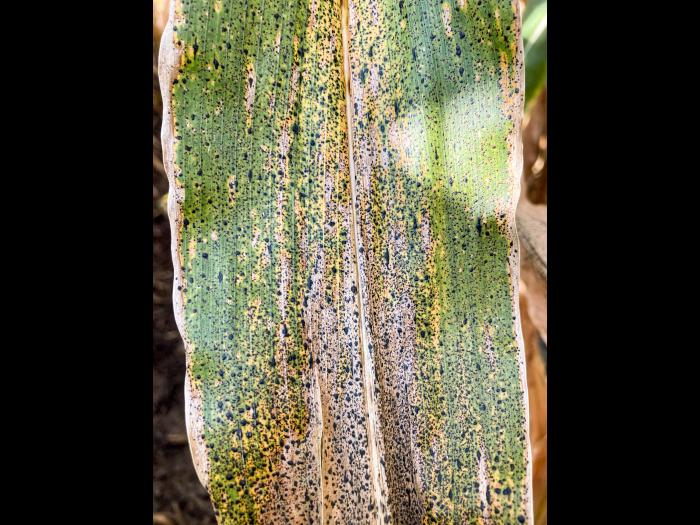 Mais - Tache goudronneuse (Phyllachora maydis)