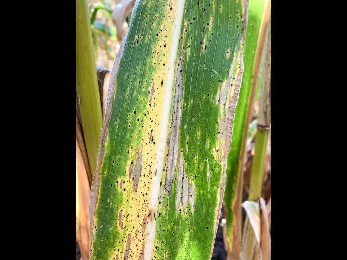 Mais - Tache goudronneuse (Phyllachora maydis)