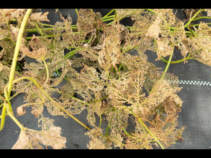 Psylliodes attenuata_10