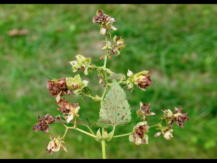 Psylliodes attenuata_9