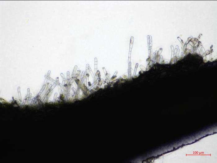 Erysiphe_heraclei_1