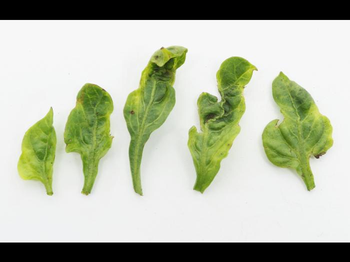 Poivron, Piment - S-Métolachlore (15)_3