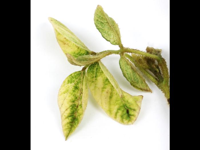 Soya - mésotrione (27)_13