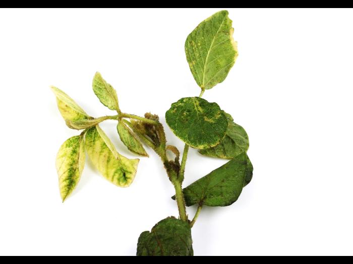 Soya - mésotrione (27)_12