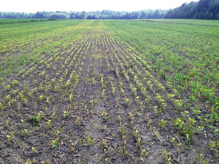 Soya - mésotrione (27)_11