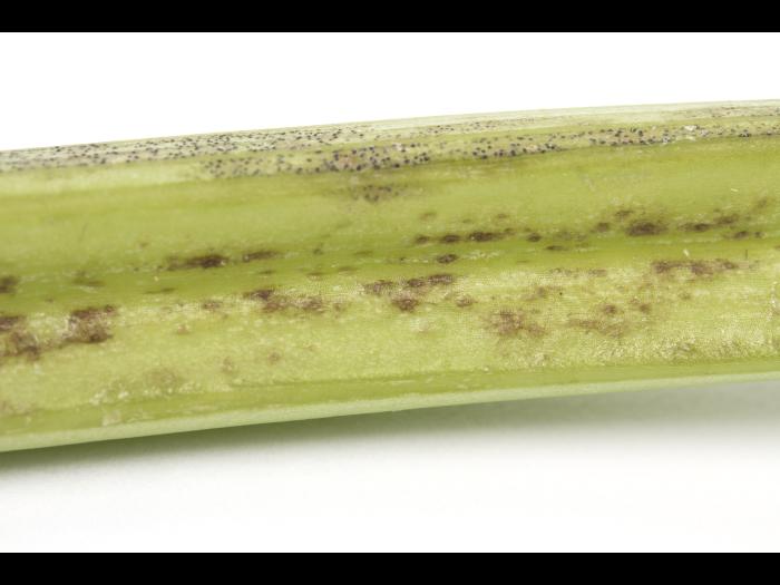 celeri_sep_41427e_ad_iriis