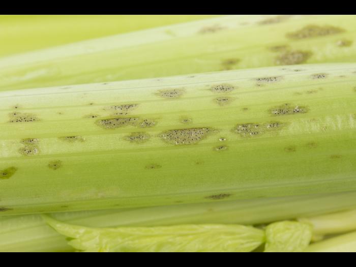 celeri_sep_41611b_lp_iriis