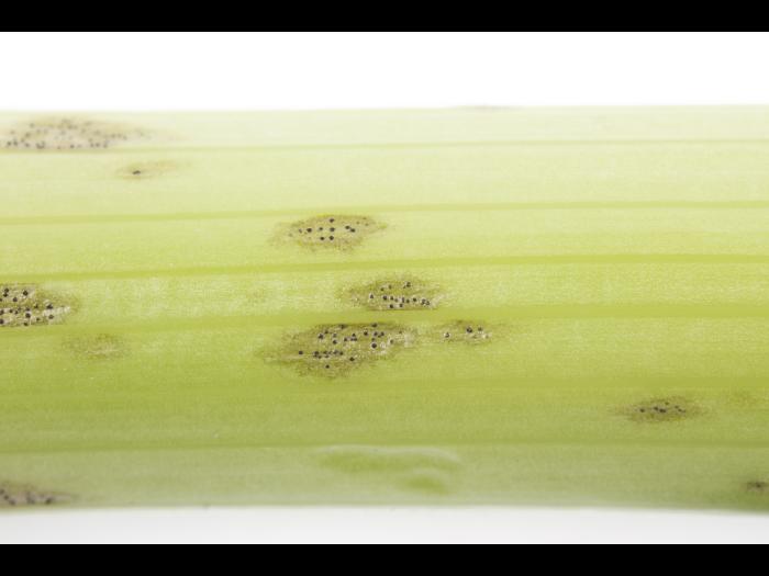 celeri_sep_41611c_lp_iriis