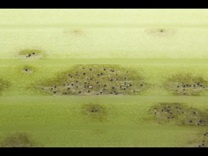 celeri_sep_41611d_lp_iriis